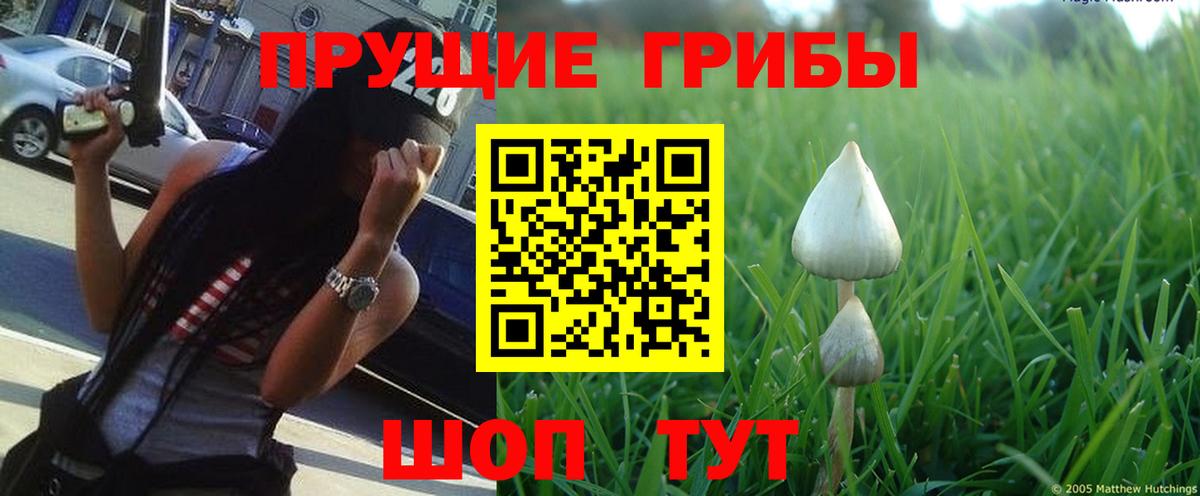 Красногорск  Псилоцибиновые грибы Psilocybe  Вход с VPN 